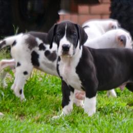 Mantle male - Mantle male Great Dane puppy in Golconda, Illinois from Breken Great Danes