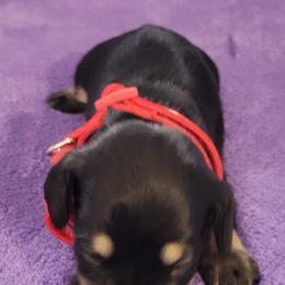 Daisy - Black and tan female Dachshund puppy in Onalaska, Texas from Weenies on the Lake