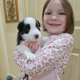Ace - Black and white male Border Collie puppy in Ripley, Oklahoma from Adventure5 Border Collies