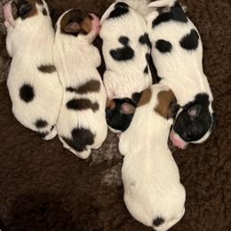 Papillon Puppies from Papillons in the Pines