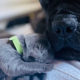 Emerald aka Fiona - Gray female Cane Corso puppy in Hillsborough, New Jersey from Central Jersey K9