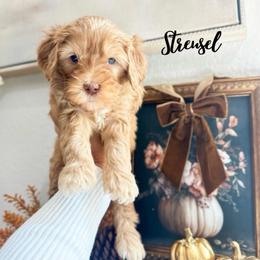 Streusel - Caramel male Australian Labradoodle puppy in Palmdale, California from Heavenly Doodles