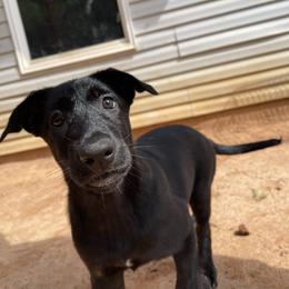 Star - Black brindle female Dutch Shepherd puppy in Atlanta, Georgia from Elyon Kennels