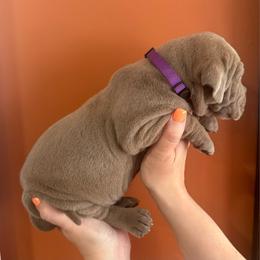Purple collar - Blue female Great Dane puppy in Ider, Alabama from Sand Mountain Danes LLC