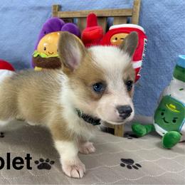 Violet - Sable female Pembroke Welsh Corgi puppy in Apison, Tennessee from Ashmore Corgis