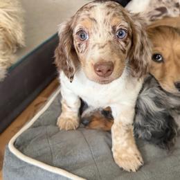 Reba - Piebald female Dachshund puppy in Delta, Colorado from Weinderful Dachshunds