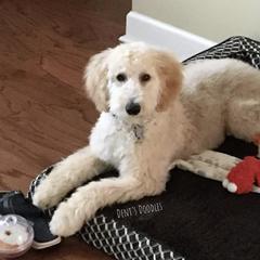 Goldendoodle, Labradoodle, Poodle, and Saint Berdoodle Puppies from Dent’s Doodles