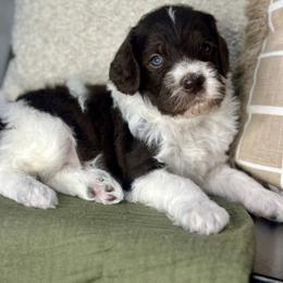 Teddy - Chocolate male Assorted Doodle Crosses puppy in West Monroe, Louisiana from Southern Haven Doodles