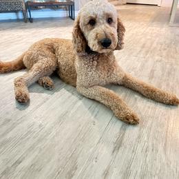 Charlie - Assorted Doodle Crosses