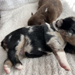 Girl 1 - Blue merle Australian Shepherd puppy in Oklahoma City, Oklahoma from Mika’s Aussies