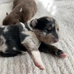 Girl 1 - Blue merle Australian Shepherd puppy in Oklahoma City, Oklahoma from Mika’s Aussies