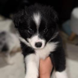 Red - Black tri male Miniature Australian Shepherd puppy in Bartow, Florida from Peace Creek Aussies