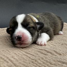Ivy - Sable female Pembroke Welsh Corgi puppy in Elberta, Utah from 3F Farms- Pembroke Welsh Corgis and Irish Wolfhounds