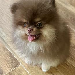 Jack - Chocolate and tan male Pomeranian puppy in Poteet, Texas from Tea Time Pomeranians