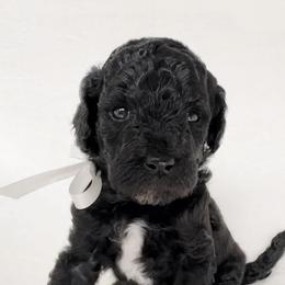 Girl 6 - Blue Poodle puppy in Stuart, Florida from AKC/Excellent + Good OFA Sweet Delightful Poodles
