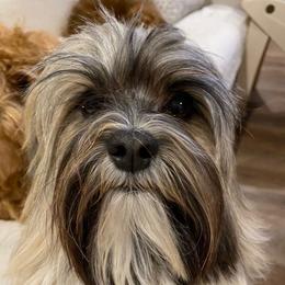 Jack - Havanese