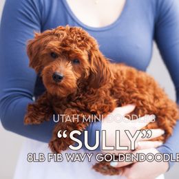 Sully - Goldendoodle