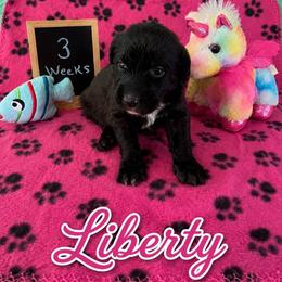 Liberty - Black and white female Sheepadoodle puppy in Glen Rose, Texas from Clevenger’s Sheepadoodle Fur Baby Farm