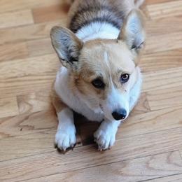 Pembroke Welsh Corgi Puppies from Top-Notch Paws