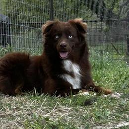 Miniature Australian Shepherds and Toy Australian Shepherds from Tribal Rose Aussies