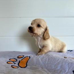 Olive- (Harp) - Cream female Dachshund puppy in Wolf Lake, Indiana from Canisteo Dachshunds