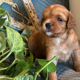 Spice - Apricot female Cavapoo puppy in Marquand, Missouri from Perfectly Playful Doodles