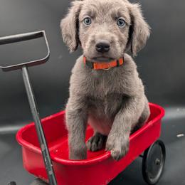Bandit - male Long Haired Weimaraner puppy in Evart, Michigan from Drehbar Weimaraners