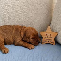 Star - Dark golden female Golden Retriever puppy in Inman, South Carolina from Shadow Acres
