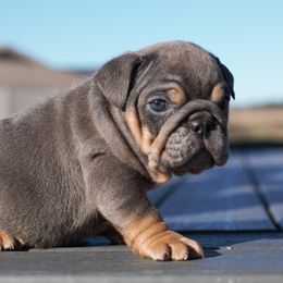 Boxer, Bulldog, and French Bulldog Puppies from Hillview Kennels
