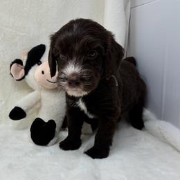 Goofy - Chocolate male Goldendoodle puppy in Casselberry, Florida from My Little Doodle