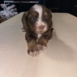 Girl 4 - Red tri-color female Australian Shepherd puppy in Lubbock, Texas from REKN’ Kennel Aussies