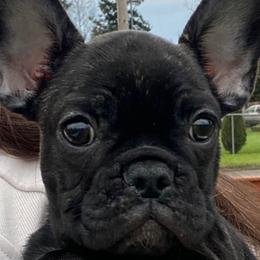 Carmen - Brindle and white female French Bulldog puppy in Vancouver, Washington from Leash Candy Frenchies