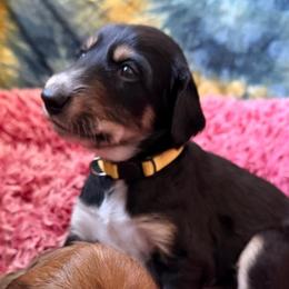 Kanishk - Yellow Collar - Black male Saluki puppy in Los Angeles, California from Srinagar Salukis