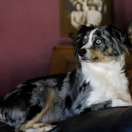 Miniature American Shepherd All Grown Up from RayneMaker Miniature American Shepherds