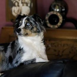 Miniature American Shepherd All Grown Up from RayneMaker Miniature American Shepherds