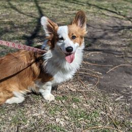 Kaiju - Pembroke Welsh Corgi