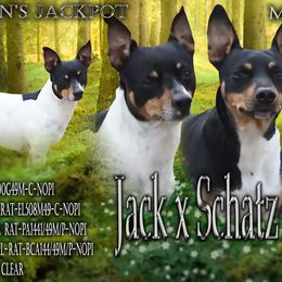 Rat Terriers from Simpson Family retrievers and Rattes