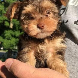 Yorkshire Terriers from Lots of Love Yorkies