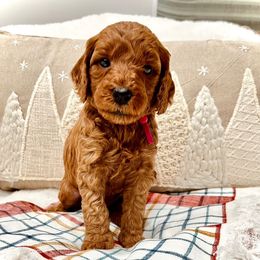 Bernedoodle, Goldendoodle, and Sheepadoodle Puppies from Maplesierradoodles