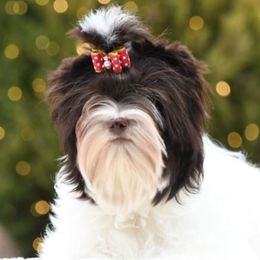 Sugar - Yorkshire Terrier