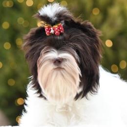 Sugar - Yorkshire Terrier