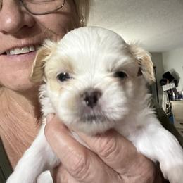 Shih Tzu puppies from Prescious Shih Tzu’s