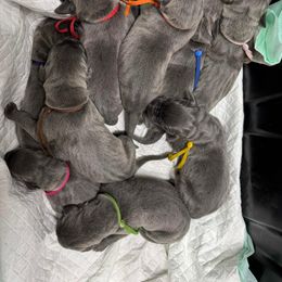 Great Dane Puppies from Cable Creek Danes