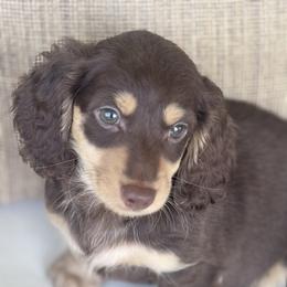 Athos - Chocolate and tan male Dachshund puppy in Bentonville, Arkansas from Boujee Buns Dachshunds