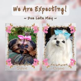 Morkie puppies from Seeking Shalom Acres Maltese, Maltipoos & Havamalts