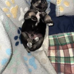 Big Giant - Black male Miniature Schnauzer puppy in New Bern, North Carolina from DJS Delightful Miniature Schnauzers