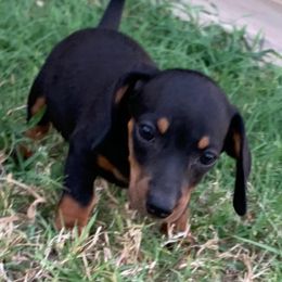 Dachshunds from M- Ranch Kennel