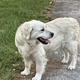 Aspen - Golden Retriever