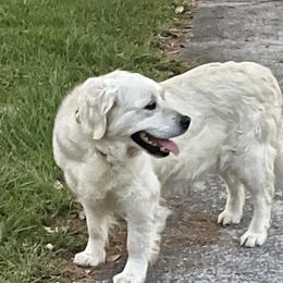 Aspen - Golden Retriever