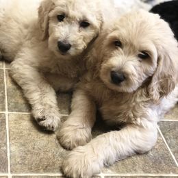 Bernedoodle and Goldendoodle Puppies from BrookeMarie’s Goldendoodle Love